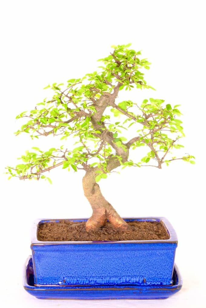 A truly spectacular Chinese elm bonsai tree for sale