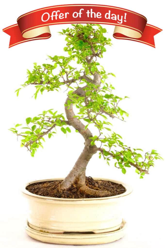 Chinese Elm bonsai - Offer of the Day