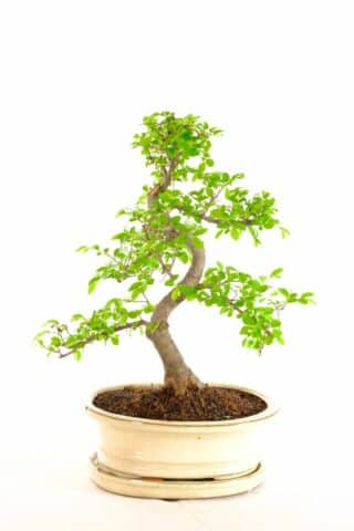 Exemplary Chinese Elm Bonsai for sale