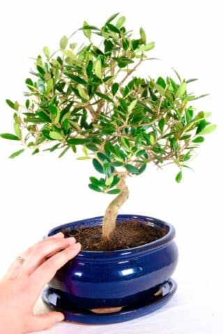 A highly recommended bonsai for a conservatory - easy care