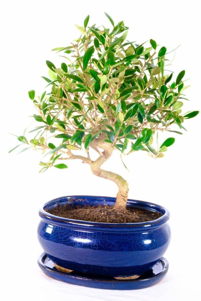 A most charming larger Olive bonsai for sale in blue pot