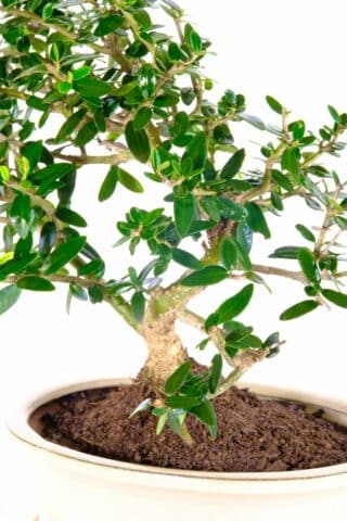 Sensational proportions Olive bonsai