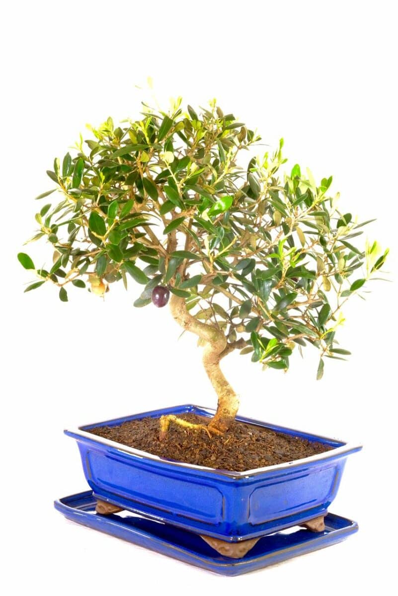Majestic & Commanding Mature Olive Bonsai Tree for Sale