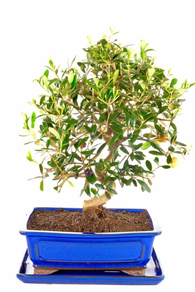 Pretty Olive bonsai for sale UK