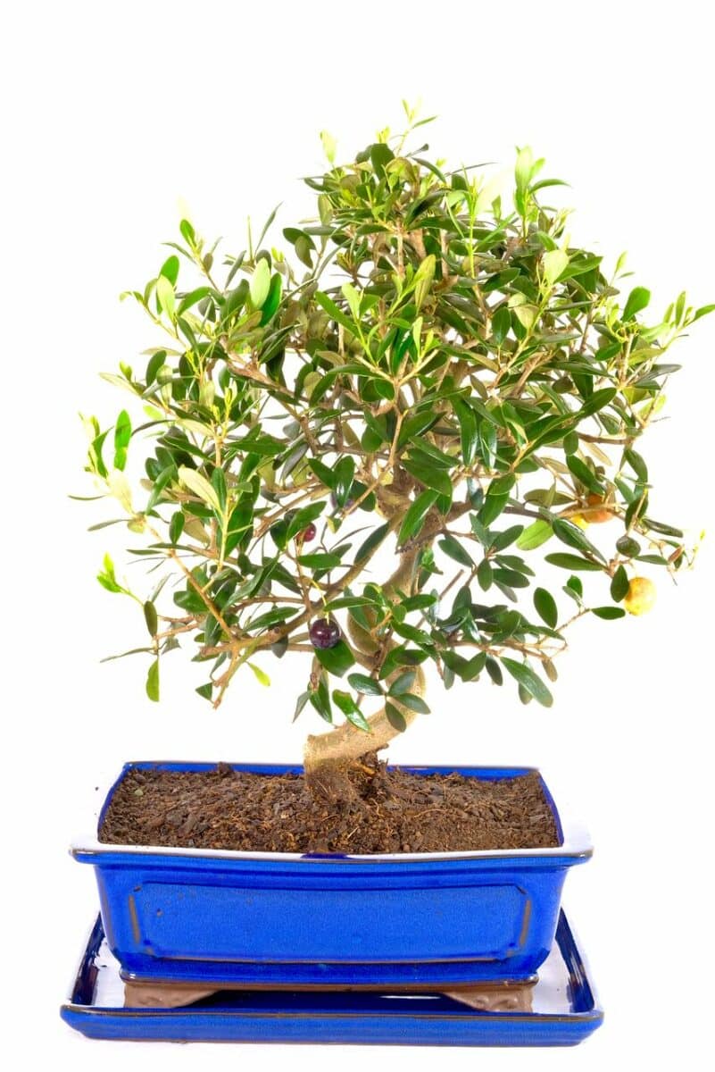 Majestic & Commanding Mature Olive Bonsai Tree for Sale