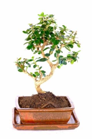Olea europaea conservatory bonsai for sale