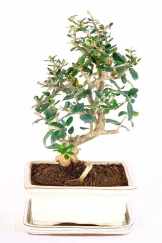 Beautifully intricate Olive bonsai for sale with silvery leaves