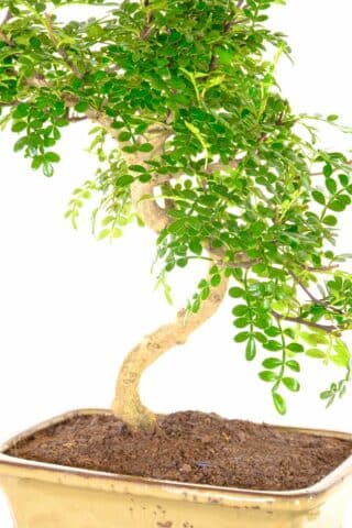 Zanthoxylum piperitum bonsai from our premium range