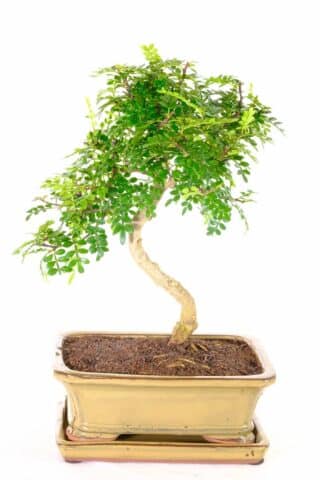 Extremely elegant aromatic pepper tree Bonsai for sale