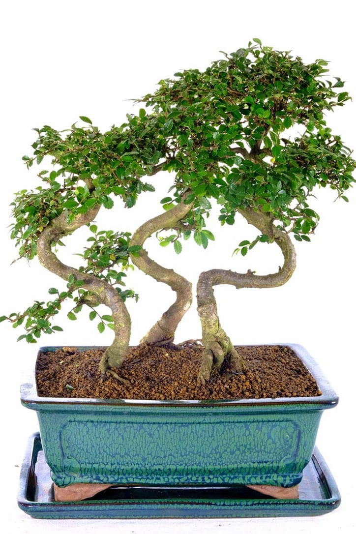 Exceptional Triple Chinese Elm Indoor Bonsai with funky design