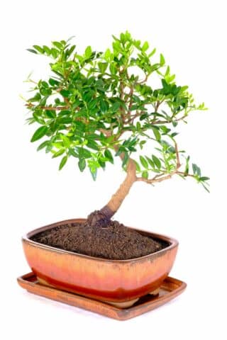 Beautiful sweeping pistachio bonsai tree for sale
