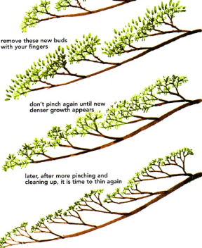 Bonsai tree ramification