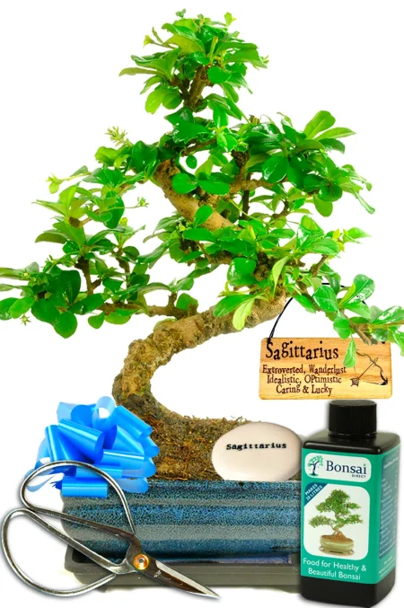 Star sign or zodiac sign twisty flowering bonsai gift set - Great for beginners