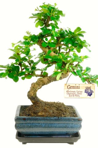 Twisty Oriental Fukien Tea Tree bonsai with zodiac tag