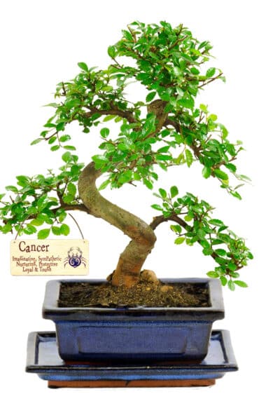 Twisty Chinese Elm bonsai with star sign tag