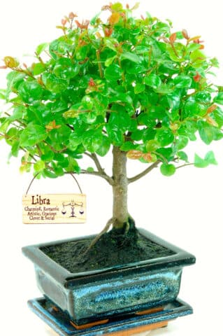 Orchard-style Chinese Sweet Plum bonsai with hanging star sign tag