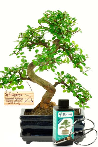 Twisty Chinese Elm starter bonsai kit with zodiac sign