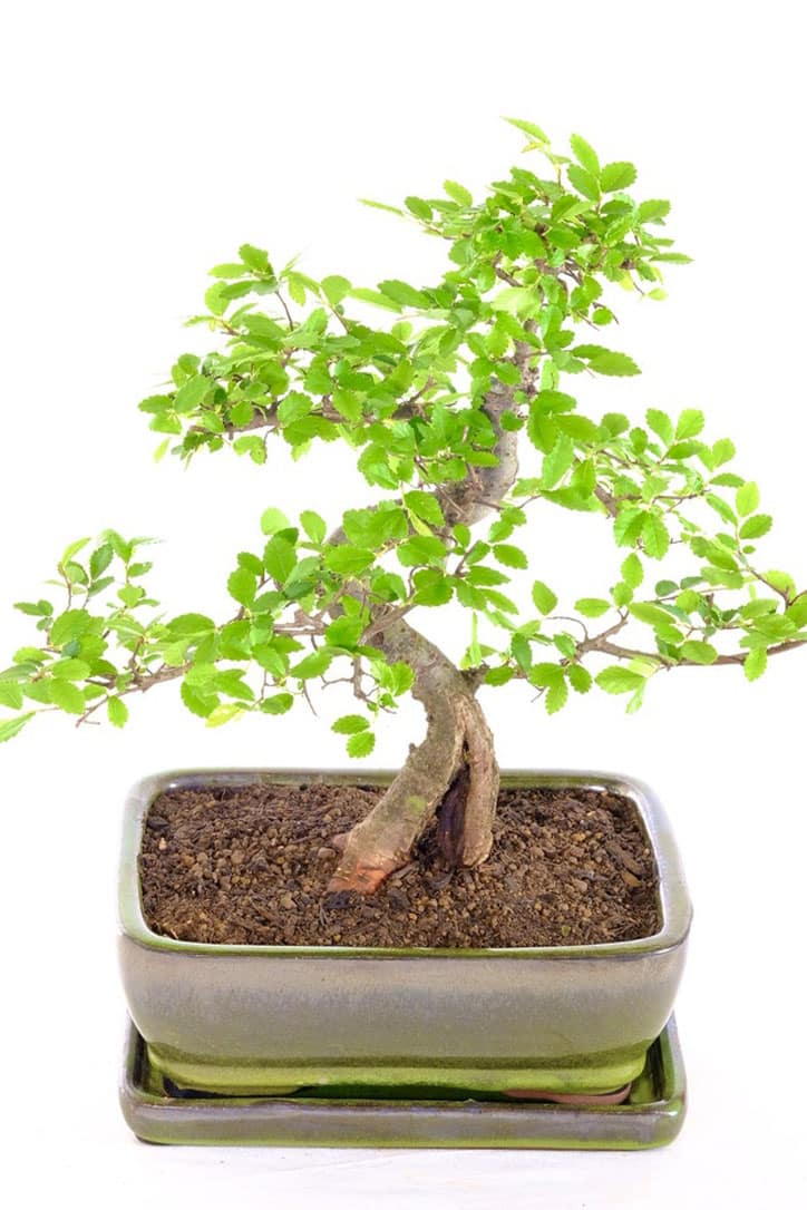 Superb Chinese Elm Bonsai with Phenomenal Split Feature UK