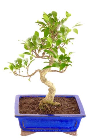 Ficus Black Friday Bonsai Bargain