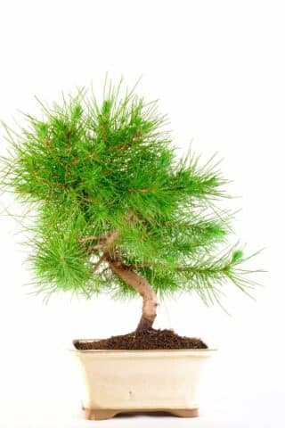 Delightful hardy Pinus Halepensis bonsai for sale in cream pot