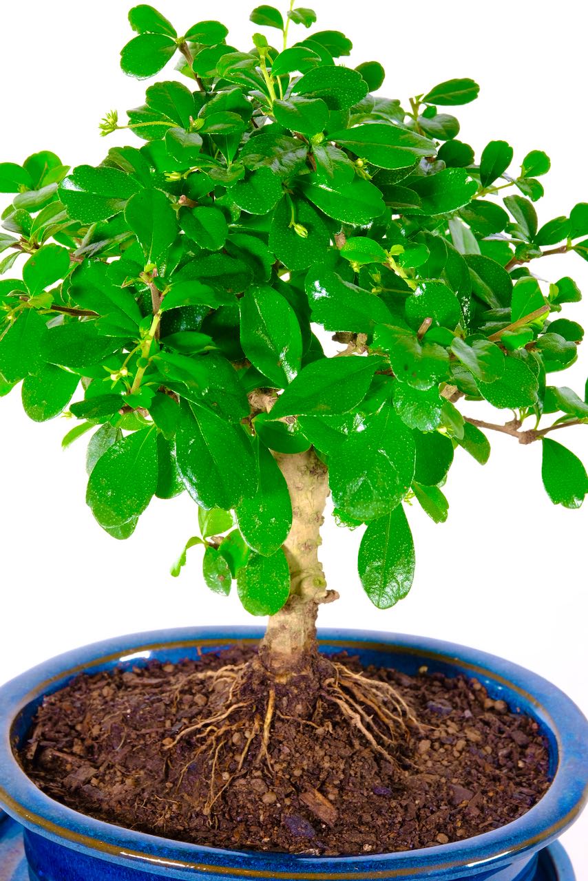 Flowering Indoor Oriental Tea Tree Bonsai with Glossy Leaves UK