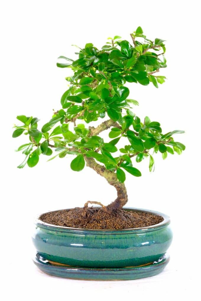 Extremely twisty Oriental Fukien Tea Tree bonsai for sale UK