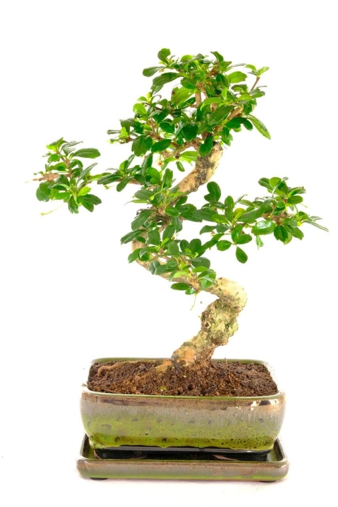Impressive Flowering indoor bonsai with Spectacular Trunk