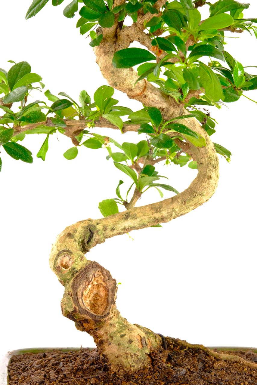 Gnarly trunk texture with lovely shape