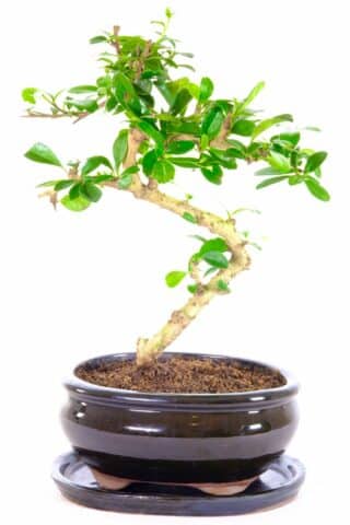 Highly refined flowering indoor bonsai with elegant structure