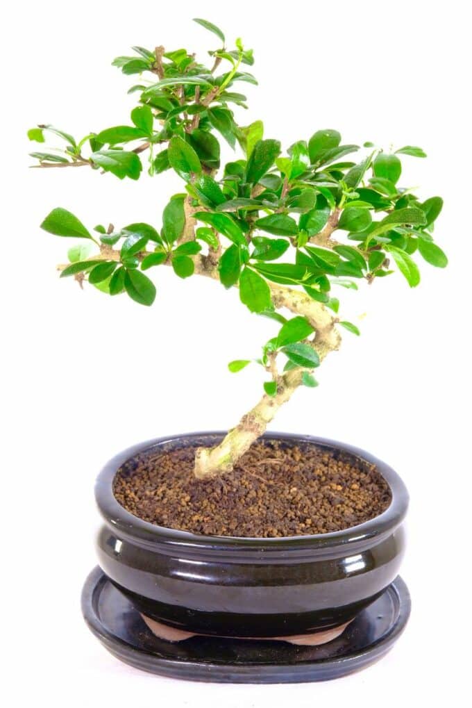 Miniature flowering Fukien Tea tree in amazing pot
