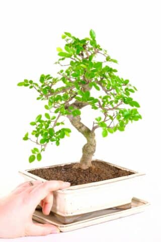 Beautifully designed Chinese Elm from Premium Collection