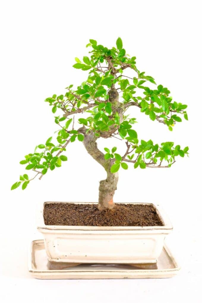 An exemplary beginners bonsai - would make a superb Christmas gift