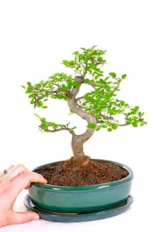 a true character Chinese Elm for beginners