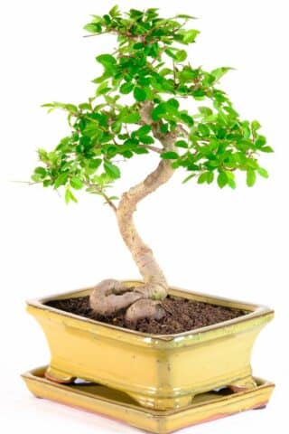 Sublime Chinese elm bonsai with sensational root flare