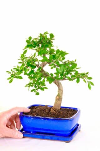 Jolly easy care Chinese elm for beginners