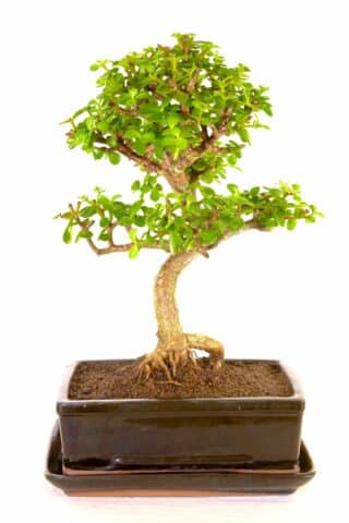 Powerful and majestic Bonsai for sale