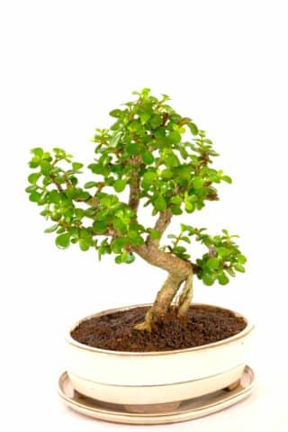 Jade bonsai ideal gift symbolising luck and prosperity