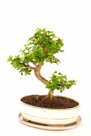 easy care bonsai for beginers
