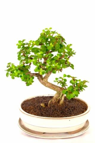 miniature jade bonsai for sale