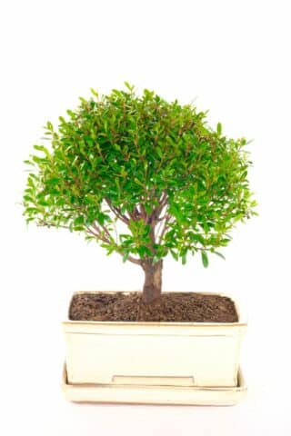 Sublime Roseapple Myrtle indoor bonsai with fantastic canopy