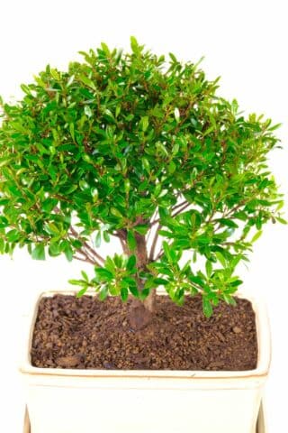 Syzygium buxifolium bonsai with beautiful design