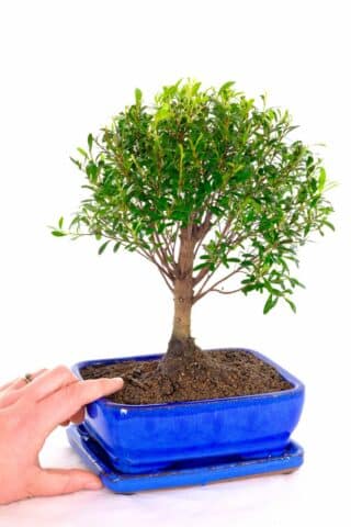 Sensational dwarf miniature bonsai with cute design