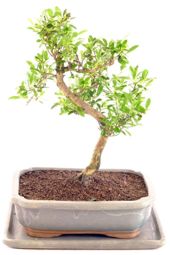 I absolutely love this dwarf roseapple bonsai in slate pot