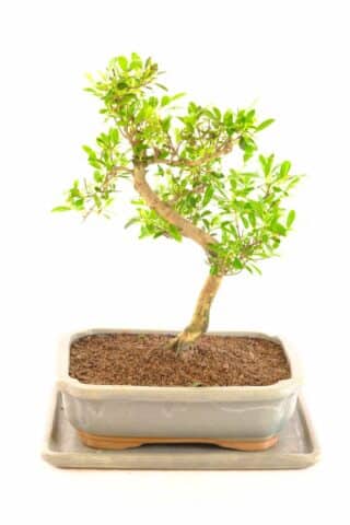 I absolutely love this dwarf roseapple bonsai in slate pot