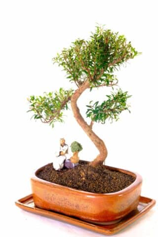 Very beautiful bonsai in cheerful glazed ceramic pot & Oriental figure