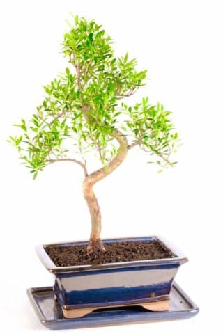 The trunk styling on this Bonsai is beautiful