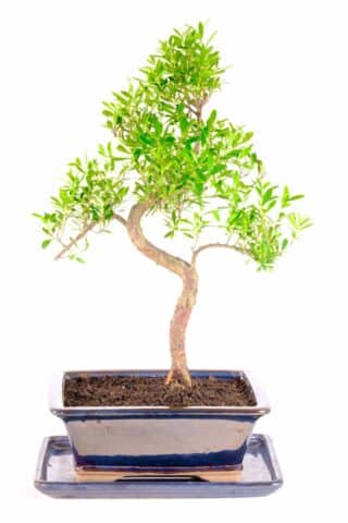 Tall and elegant flowering myrtle Bonsai for easy care