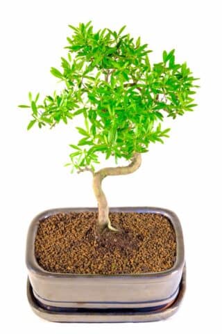 Miniature proportions - absolutely fantastic bonsai tree for beginners