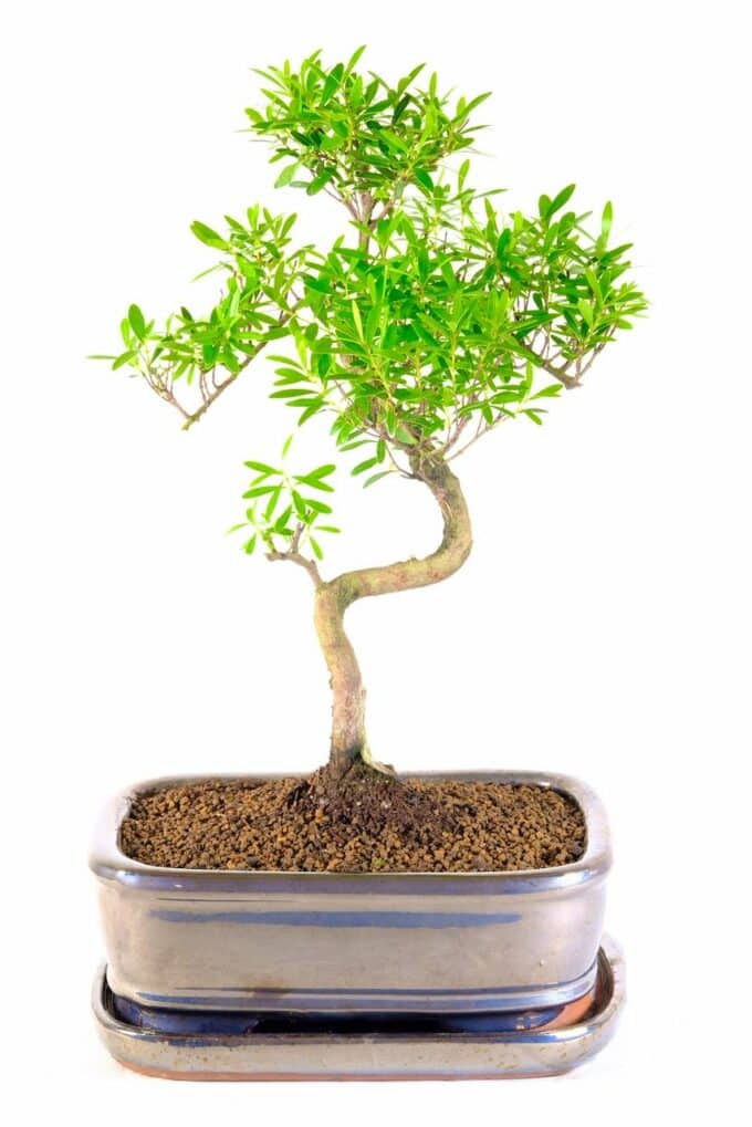 Clean line elegant Syzygium indoor bonsai for sale