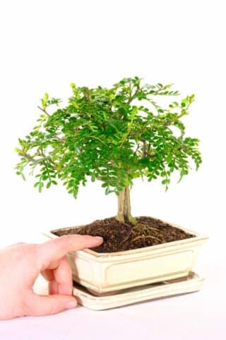 Dwarf miniature pepper bonsai for sale in cream pot